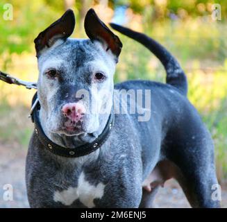 American pit bull terrier, abbreviato pit bull su una passeggiata in estate mattina Foto Stock