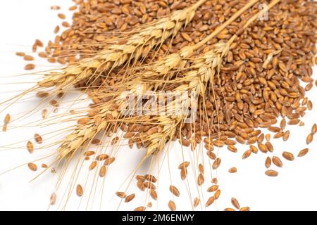 Spikelets di grano e grano su fondo bianco Foto Stock