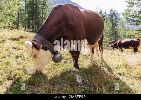 2 affascinanti mucche con pelli brune con grandi campane di metallo su ampi listini di pelle intorno al collo mordente erba in prato alpino, vista ravvicinata, Aost Foto Stock