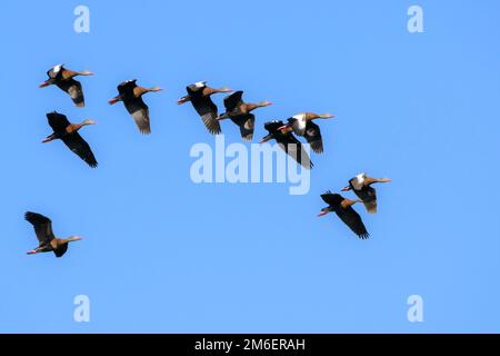 Dendrocygna autumnalis (Black-Bellied whistling-Duck) floccano contro il cielo blu, Venezia Rookery, Florida, USA Foto Stock