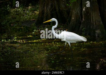 Grande Egret (Ardea alba) che foraging in palude, Big Cypress National Preserve, Florida Foto Stock