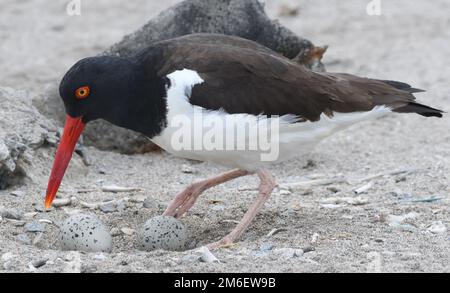 Un'ostetricattatrice americana (Haematopus palliatus) si deposita sulle sue uova macchiate, deposte in uno scavo poco profondo nella sabbia sulla spiaggia tra la palude Foto Stock