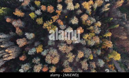 Vista dall'alto verso il basso di una foresta mista in colori autmun - vista aerea Foto Stock