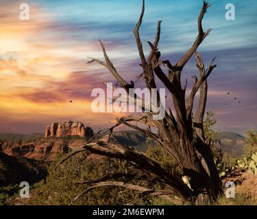 Un albero stagionato sullo sfondo del suggestivo tramonto sulle formazioni di arenaria di Sedona Foto Stock