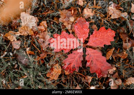 Foglie su una piccola quercia. La natura della foresta autunnale. Autunno sfondo. Piccolo albero di quercia che cresce nella foresta con foglie rosse Foto Stock