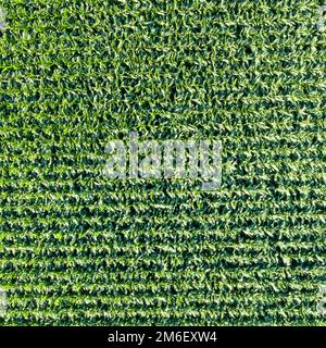 Maisfeld Mais Feld Getreide Drohne antenna Luftbild Hintergrund quadratisch Foto Stock