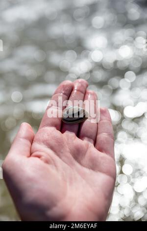 mano bagnata che tiene la conchiglia di mare sulla palma con sfondo sfocato alla luce del sole Foto Stock