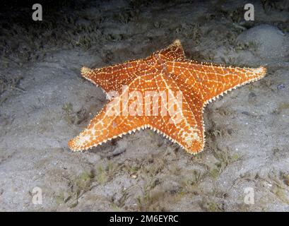 Una stella rossa del mare di cuscino (Oreaster reticulatus) in Florida, Stati Uniti Foto Stock
