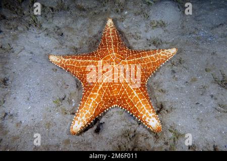 Una stella rossa del mare di cuscino (Oreaster reticulatus) in Florida, Stati Uniti Foto Stock