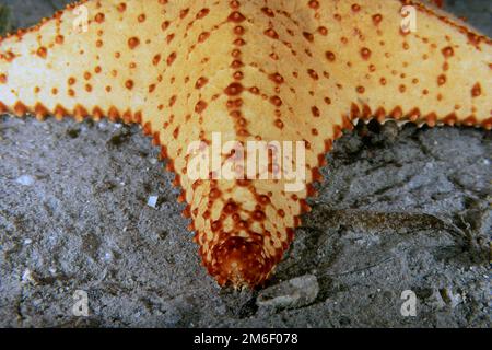 Una stella rossa del mare di cuscino (Oreaster reticulatus) in Florida, Stati Uniti Foto Stock