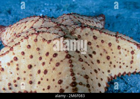 Una stella rossa del mare di cuscino (Oreaster reticulatus) in Florida, Stati Uniti Foto Stock