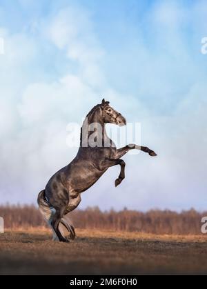 Dorso di cavallo andaluso grigio su prato primaverile con cielo coperto Foto Stock