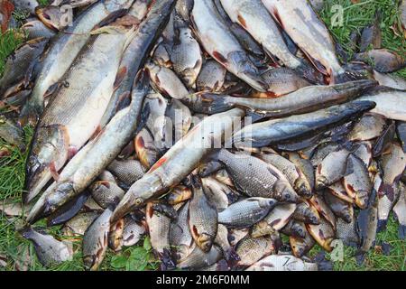 Crociani catturati e pike su erba verde. Pesca riuscita. Un sacco di carpe e pike crociani. Fres Foto Stock