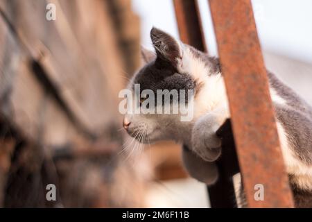 Gattino macchiato sulle scale nella recinzione Foto Stock