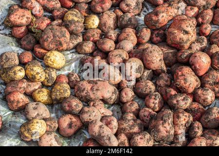 Patate di scavo nel giardino. Tempo di raccolto, piantando patate. Foto Stock