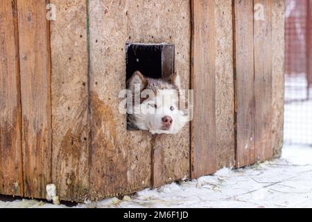 Cane Husky siberiano sdraiato su una casa di legno. Il cane sta sdraiato, annoiato. Foto Stock