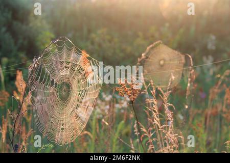 Bagnare il ragnatela sul ramo con gocce di rugiada. Casa del ragno. Struttura naturale prima del sole ra Foto Stock