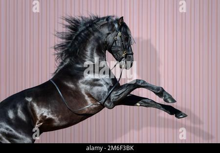 Black pura Spanish Horse su sfondo a strisce rosa scuro. Foto Stock