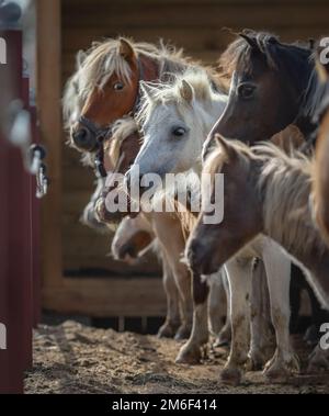 Mandria di cavalli americani in miniatura si riunì al riparo in controluce. Fuoco selettivo sul cavallo bianco, sfocare l'altra mandria. Foto Stock