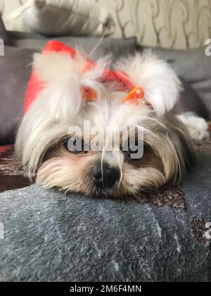 Piccolo cane scagnoso con un arco Foto Stock