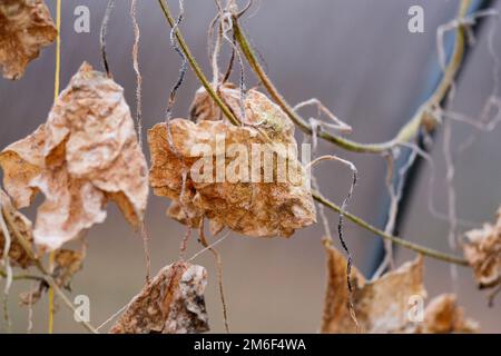 Foglie secche di cetriolo appassite in una serra Foto Stock