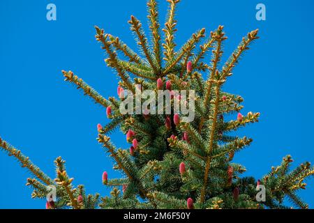 La cima di un pino con coni rosa contro il cielo blu. Coni reali su un albero di conifere Foto Stock