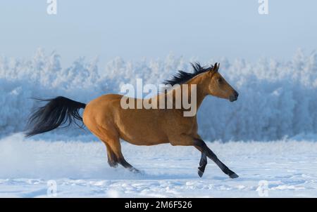 Castagno mustang libero in campo nevoso. Vista laterale. Foto Stock