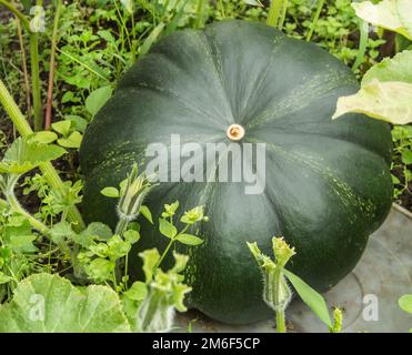 Una grande zucca verde fresca su un letto da giardino su un Bush nel giardino. concetto di crescita organica vege Foto Stock