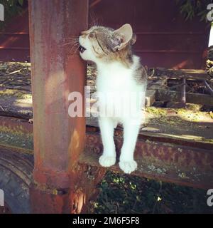 Gattino lecca la pole. Un gatto domestico in un cantiere. Foto Stock