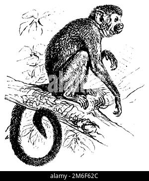 Saimiri sciureus, saimiri sciureus, (enciclopedia, 1888), Gewöhnlicher Totenkoppaffe, Comun Foto Stock