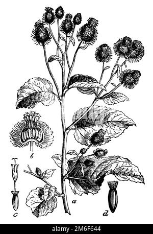 Grande burdock, Arctium lappa, (libro di botanica, 1898), Große Klette, grande bardane Foto Stock