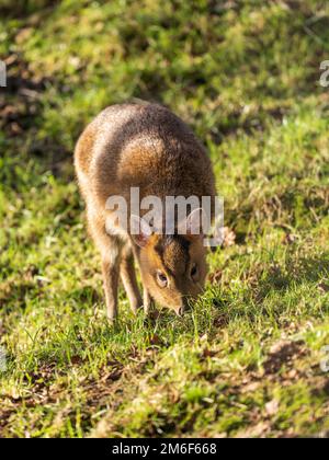 Muntjac Deer nutrire su erba Foto Stock