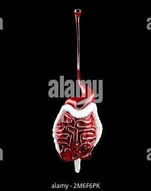 Apparato digerente maschile. 3d illustrazione anatomica. Rendering 3D Foto Stock