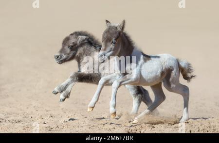 Cavallo americano in miniatura. Due nuovi nemici con occhi blu a piedi. Foto Stock