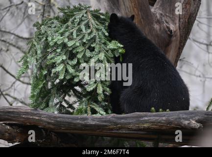 04 gennaio 2023, Hessen, Francoforte sul meno: Un giovane orso da spettacolo tira un albero di Natale su un ramo di albero nella recinzione dello Zoo di Francoforte. La spazzatura di un uomo è un tesoro di un altro uomo: Gli alberi di Natale invenduti trovano un secondo utilizzo allo Zoo di Francoforte. Le conifere sono utilizzate come cibo o giocattoli nei recinti degli animali. (A dpa 'vecchi alberi di Natale trovare nuovo uso allo zoo') Foto: Arne Dedert/dpa Foto Stock