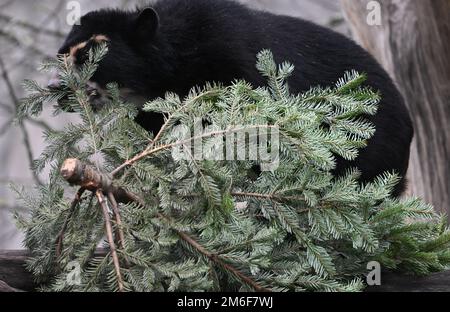 04 gennaio 2023, Hessen, Francoforte sul meno: Un giovane orso con spettacolo organizza un albero di Natale su un ramo dell'albero nella recinzione dello Zoo di Francoforte. La spazzatura di un uomo è un tesoro di un altro uomo: Gli alberi di Natale invenduti trovano un secondo utilizzo allo Zoo di Francoforte. Le conifere sono utilizzate come cibo o giocattoli nei recinti degli animali. (A dpa 'vecchi alberi di Natale trovare nuovo uso allo zoo') Foto: Arne Dedert/dpa Foto Stock