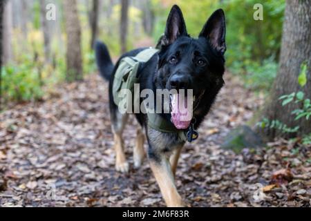 Un buon Pastore tedesco in un'escursione autunnale Foto Stock