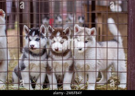 Primo piano di cuccioli di cane Husky che sono in una gabbia e. guardare Foto Stock