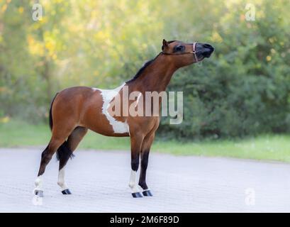 Ritratto a corpo intero di Skewbald American Miniature Horse in piedi su sfondo naturale. Foto Stock