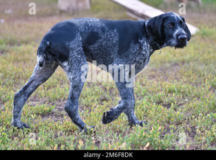 Puntatore tedesco a capelli londati o Drahthaar (Deutsch Drahthaar, Deutscher Drahthaariger Vorstehhund) on t Foto Stock