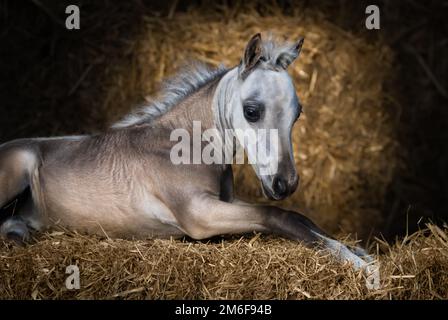 American Miniature Horse. Dun Foal steso su paglia in stalla. Foto Stock