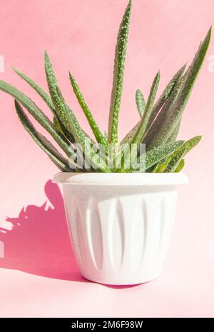 Pianta di aloe vera in un vaso di fiori bianco su uno sfondo rosa chiaro con luce solare e ombra dura. Concetto di piante interne crescenti Foto Stock