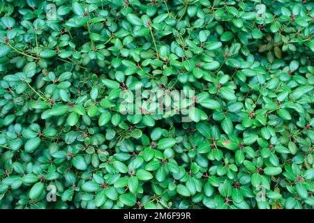 Texture naturale verde. Sfondo strutturato. Fogliame di pianta. Struttura di rami verdi e foglie. Foto Stock