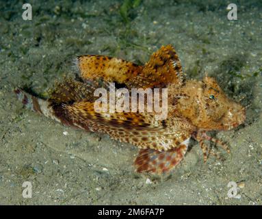 A Banded Sea Robin (Prionotus ophryas) in Florida, USA Foto Stock