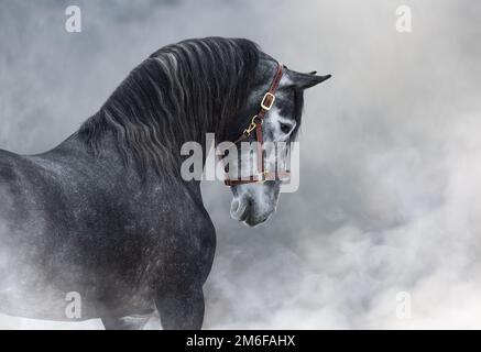 Ritratto orizzontale di cavallo spagnolo rosso scuro in balena in fumo chiaro. Foto Stock