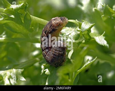 Varietà marrone Caterpillar di grande giallo Underwing Moth Foto Stock