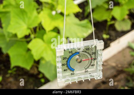 Termometro per misurare la temperatura dell'aria nella serra Foto Stock