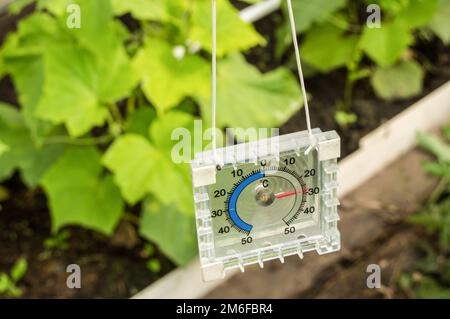 Termometro per misurare la temperatura dell'aria nella serra Foto Stock