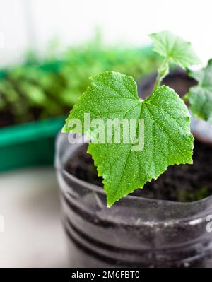 Piantine di cetrioli in pentole vicino alla finestra, un primo piano foglia verde Foto Stock