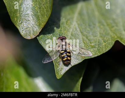 Macro shot di Hoverfly Eupeodes luginer su Ivy Leaf Foto Stock